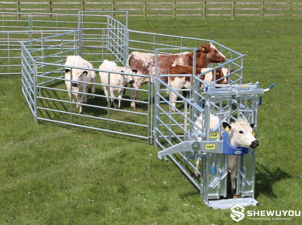 portable cattle handling race in field operation