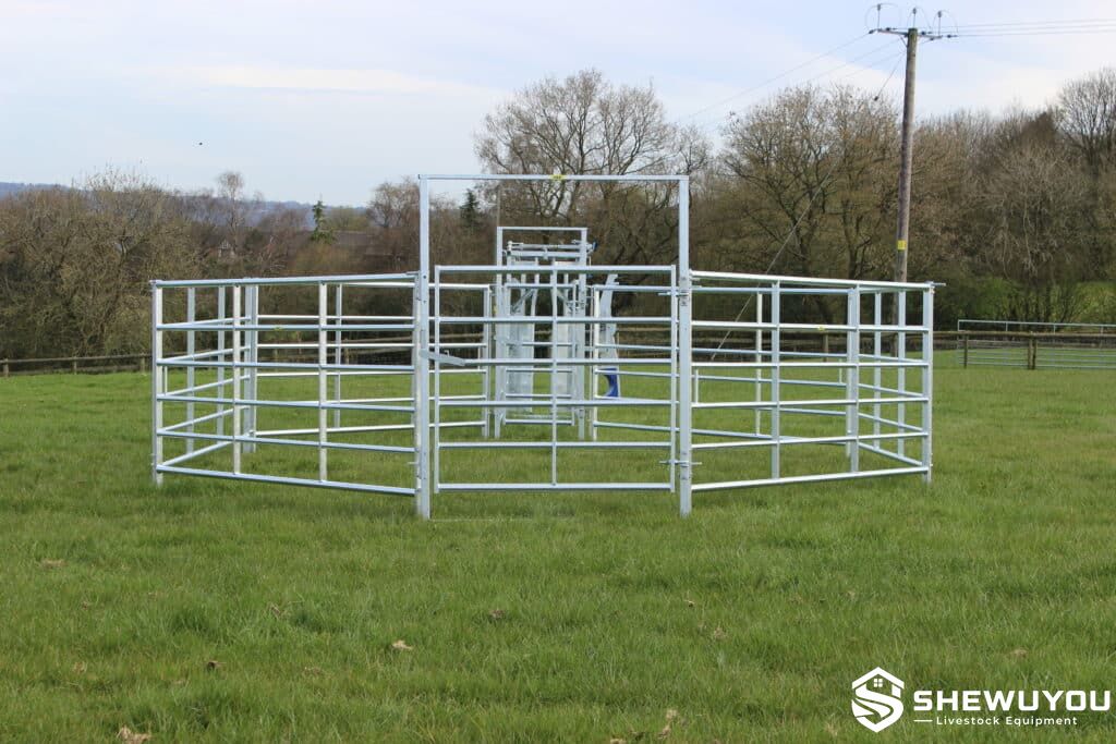 portable cattle handling race rear view