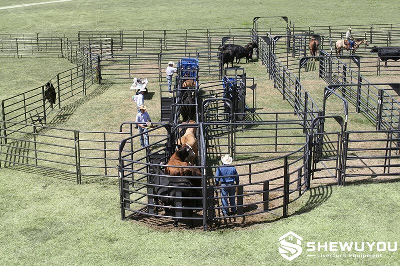 portable curved cattle race and crowding pen system