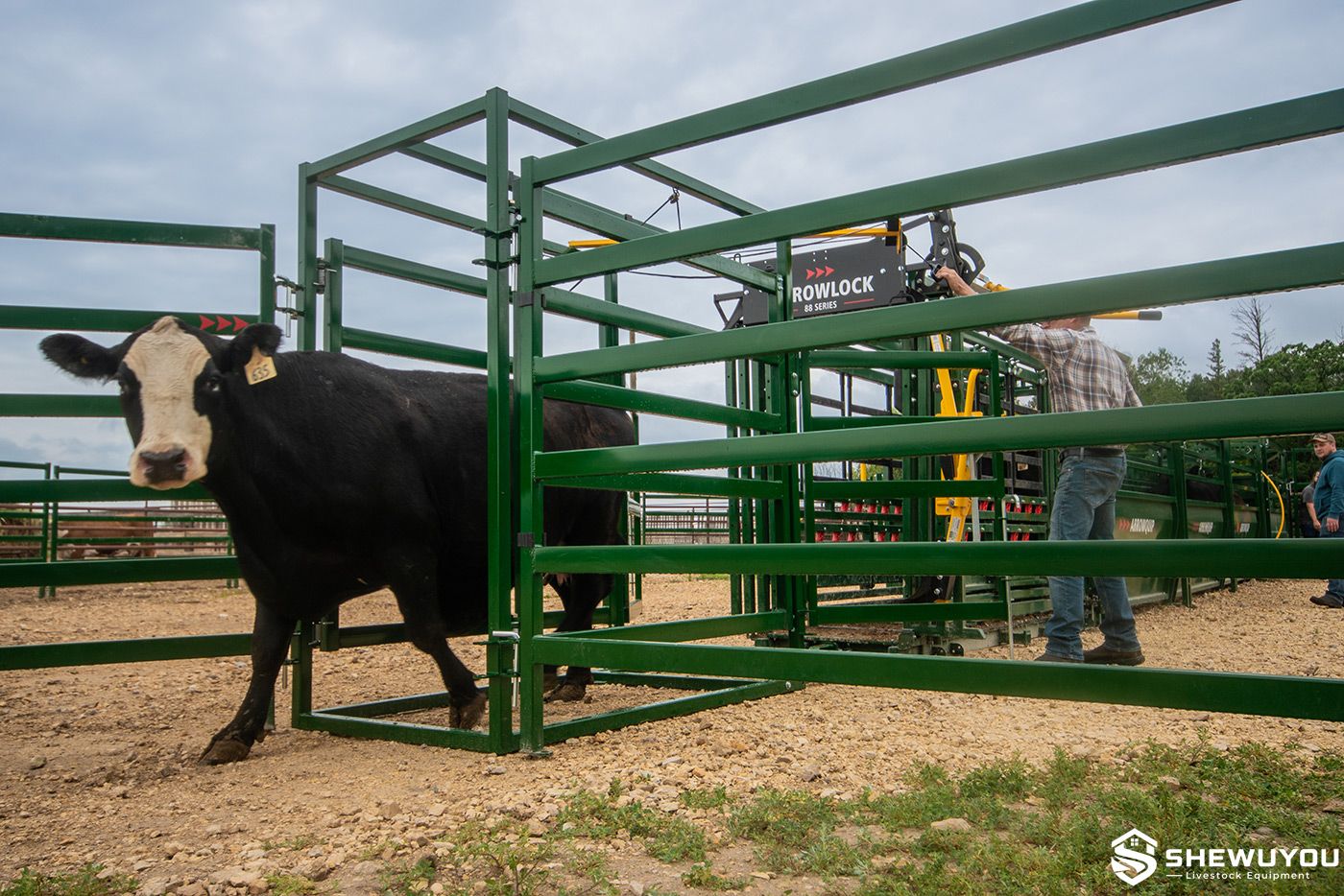 cattle exiting three-way post-chute drafting system