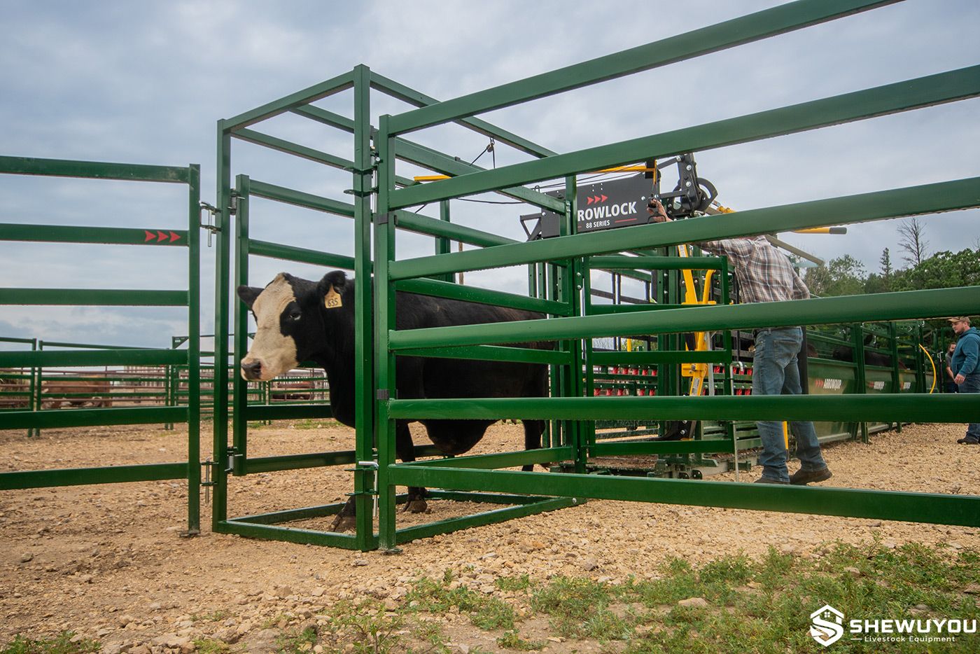 cattle walking through post-chute three-way draft module