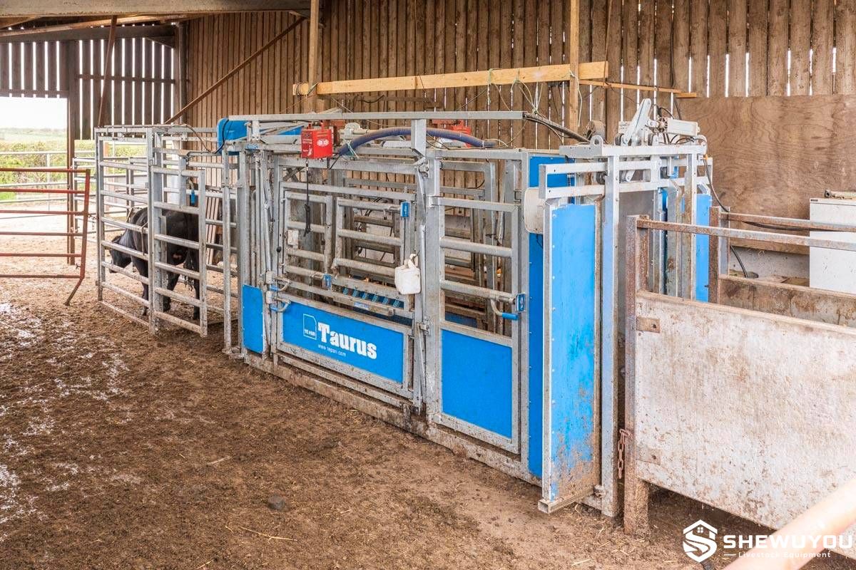pneumatic cattle drafting system installed in cattle yard