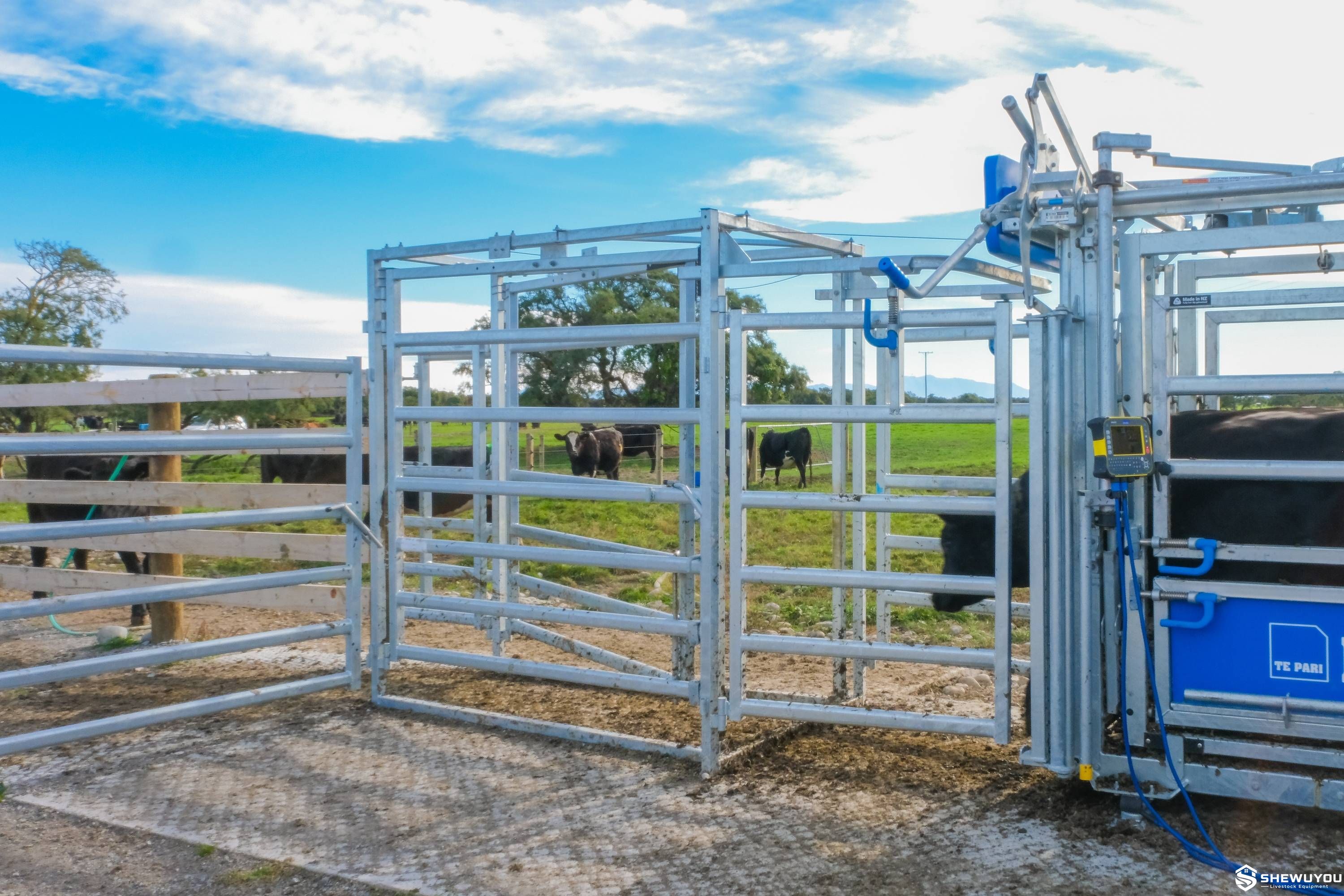 three-way cattle drafting module installed beside cattle crush