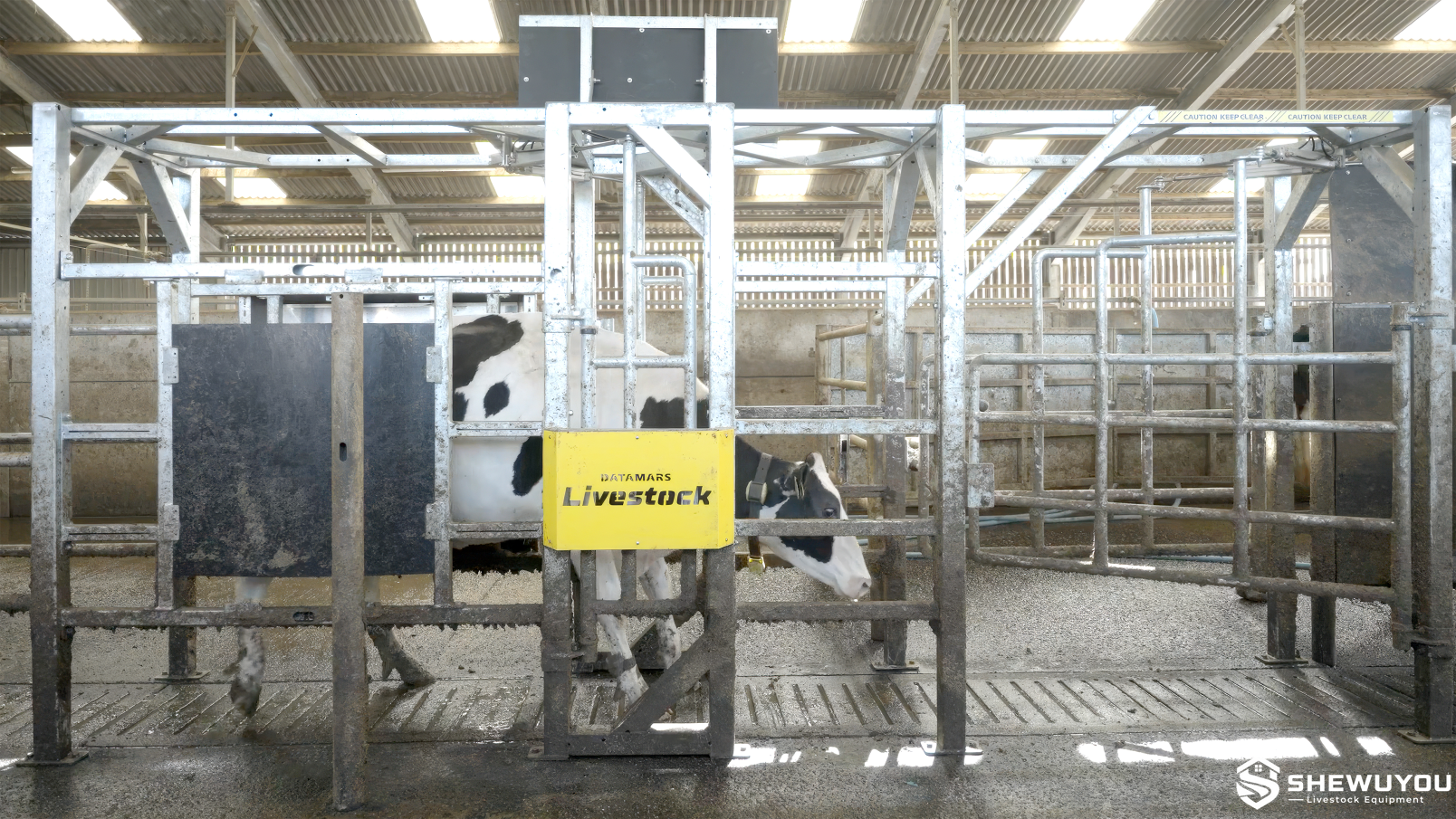 3-way automatic dairy cow sort gate