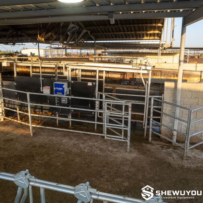 automatic dairy cow drafting gate installation