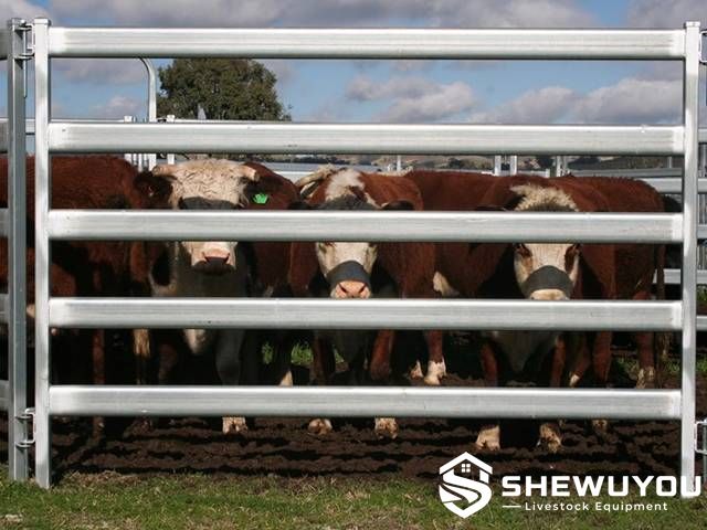oval rail cattle panels installed around cattle