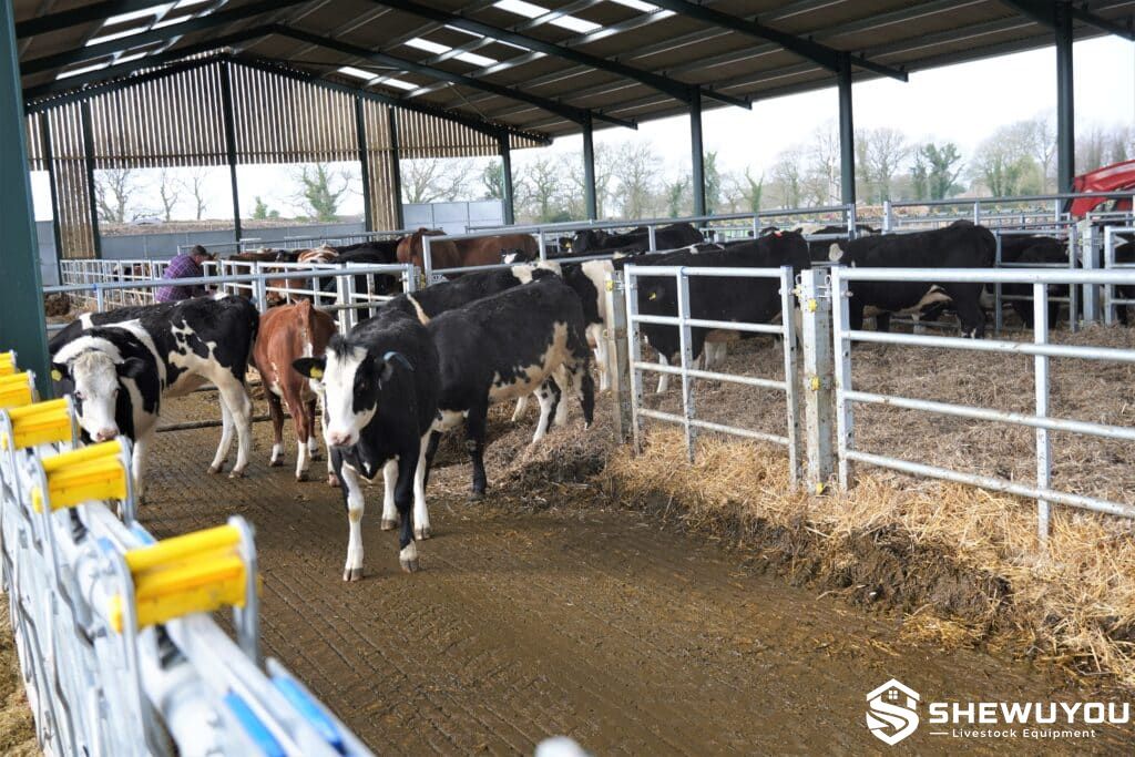 modular cattle housing panel system installed with cattle