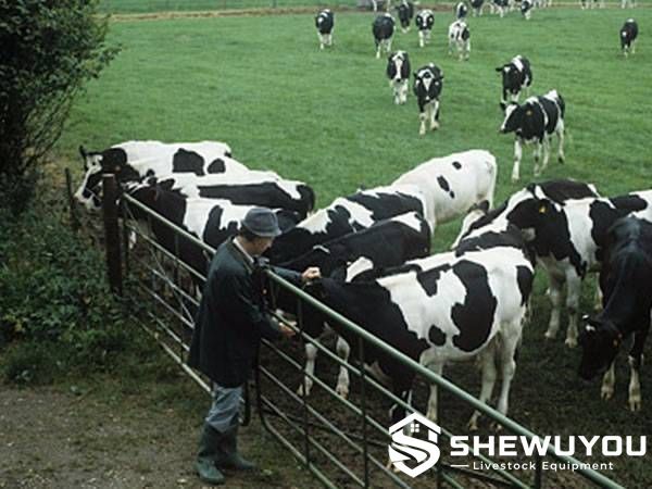 American-style cattle corral panel used for livestock handling