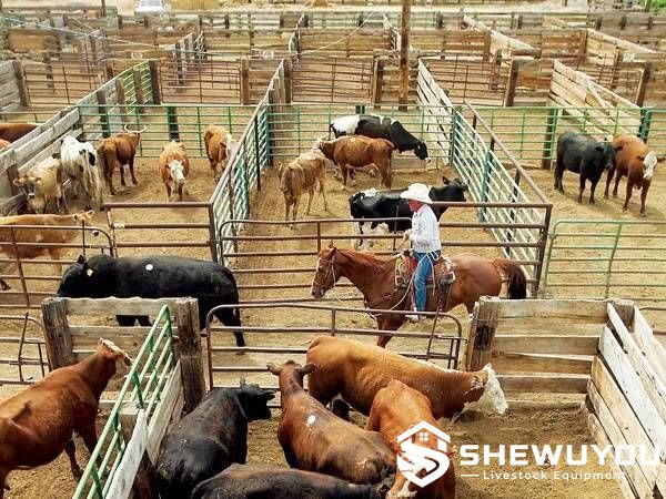 powder-coated cattle corral panels in livestock yard