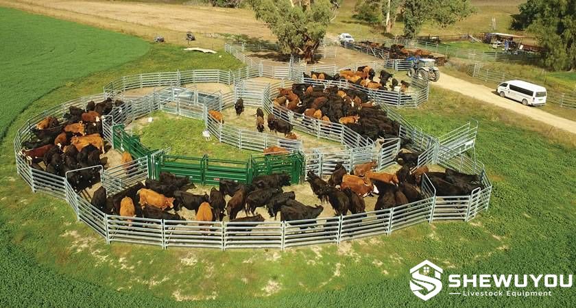 complete modular cattle yard system with livestock