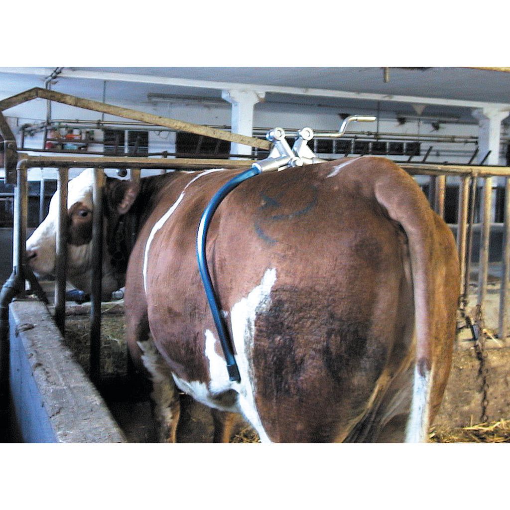 cow hip shackle anti-kick restraint installed on cattle