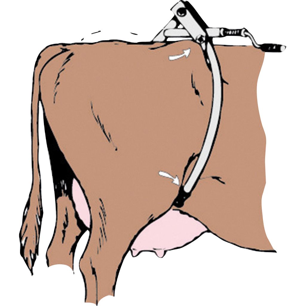 cow hip shackle restraint operating position diagram