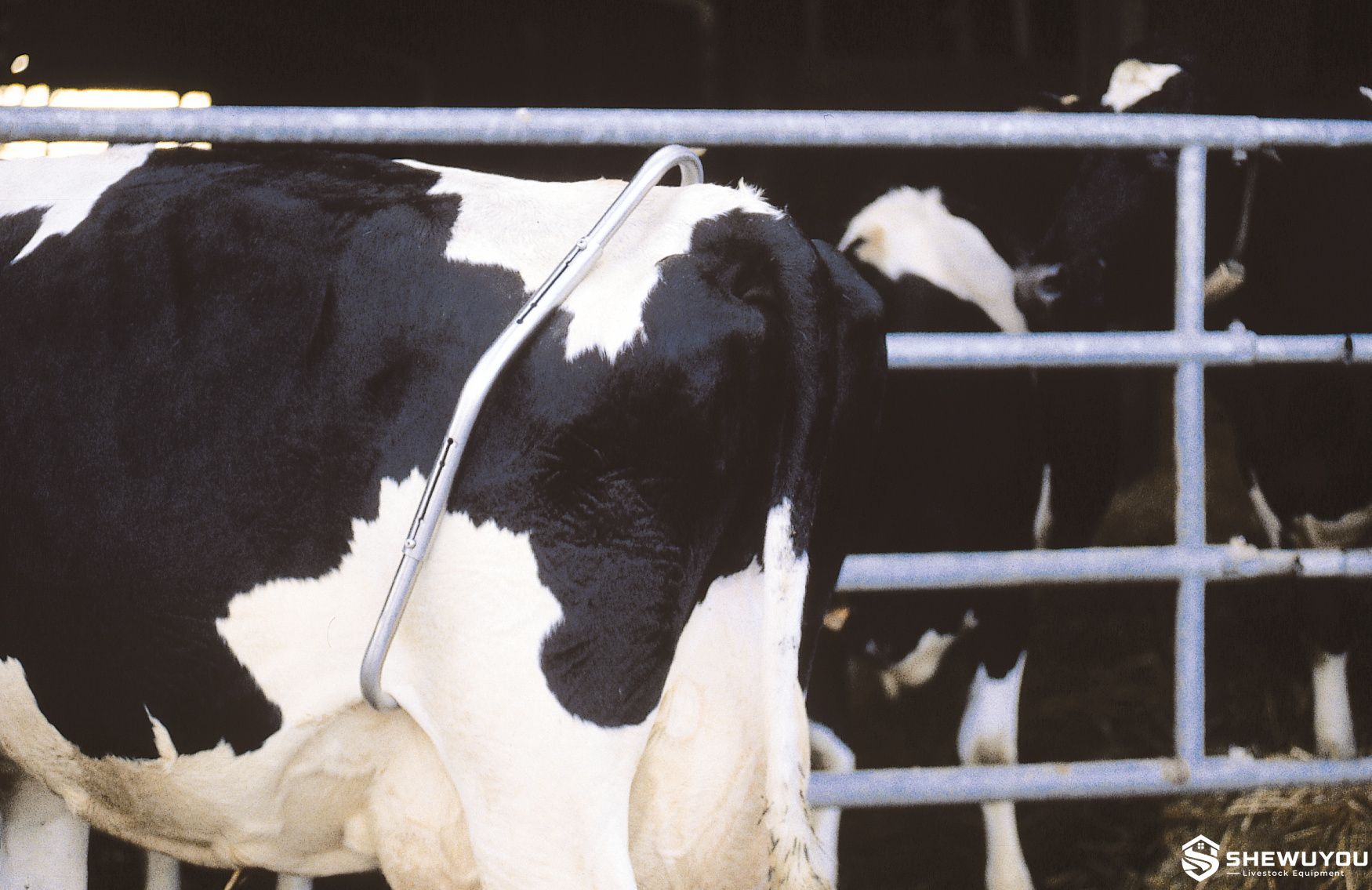 cow immobilizer anti-kick bar installed on dairy cow
