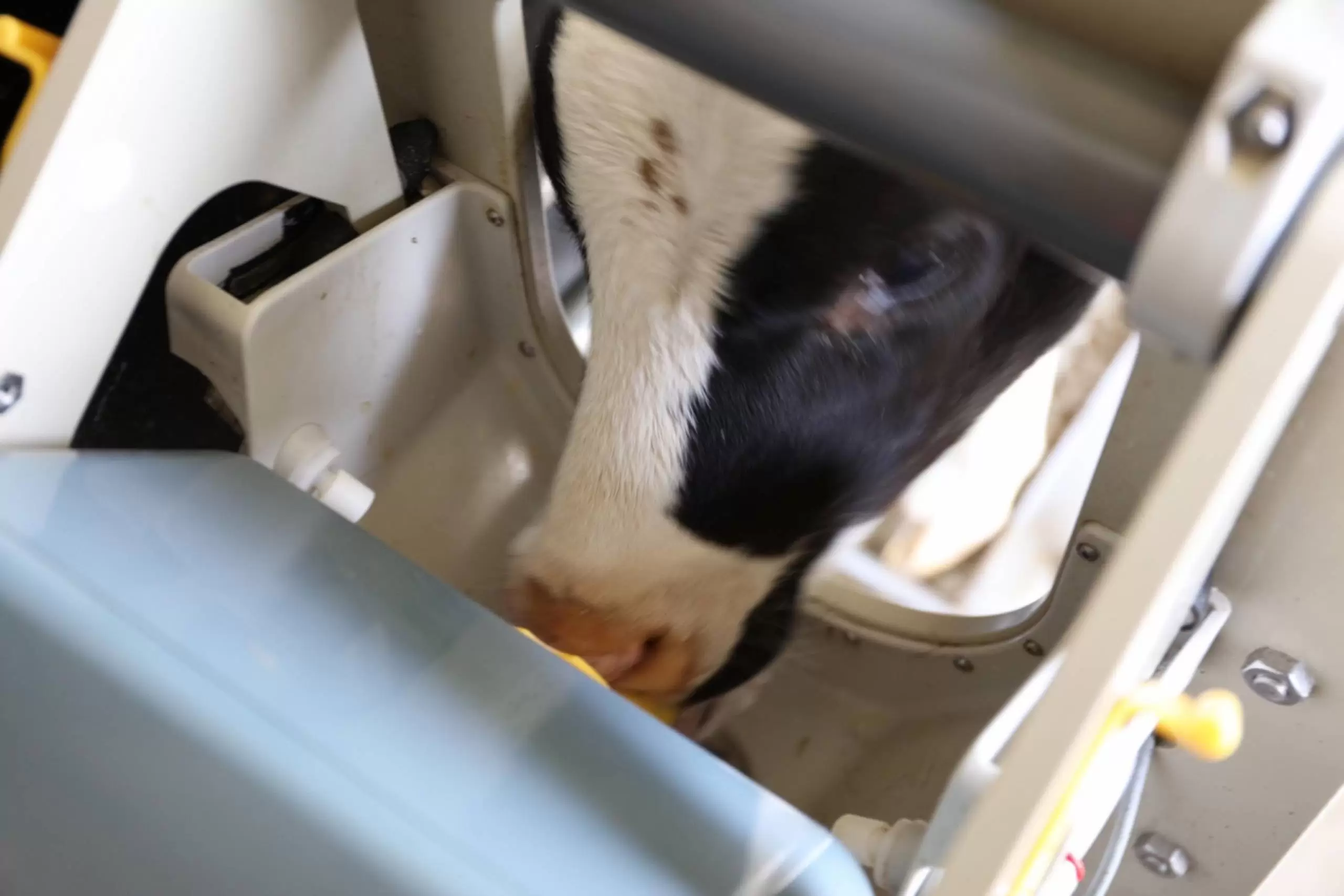 automatic calf feeding station hygiene box