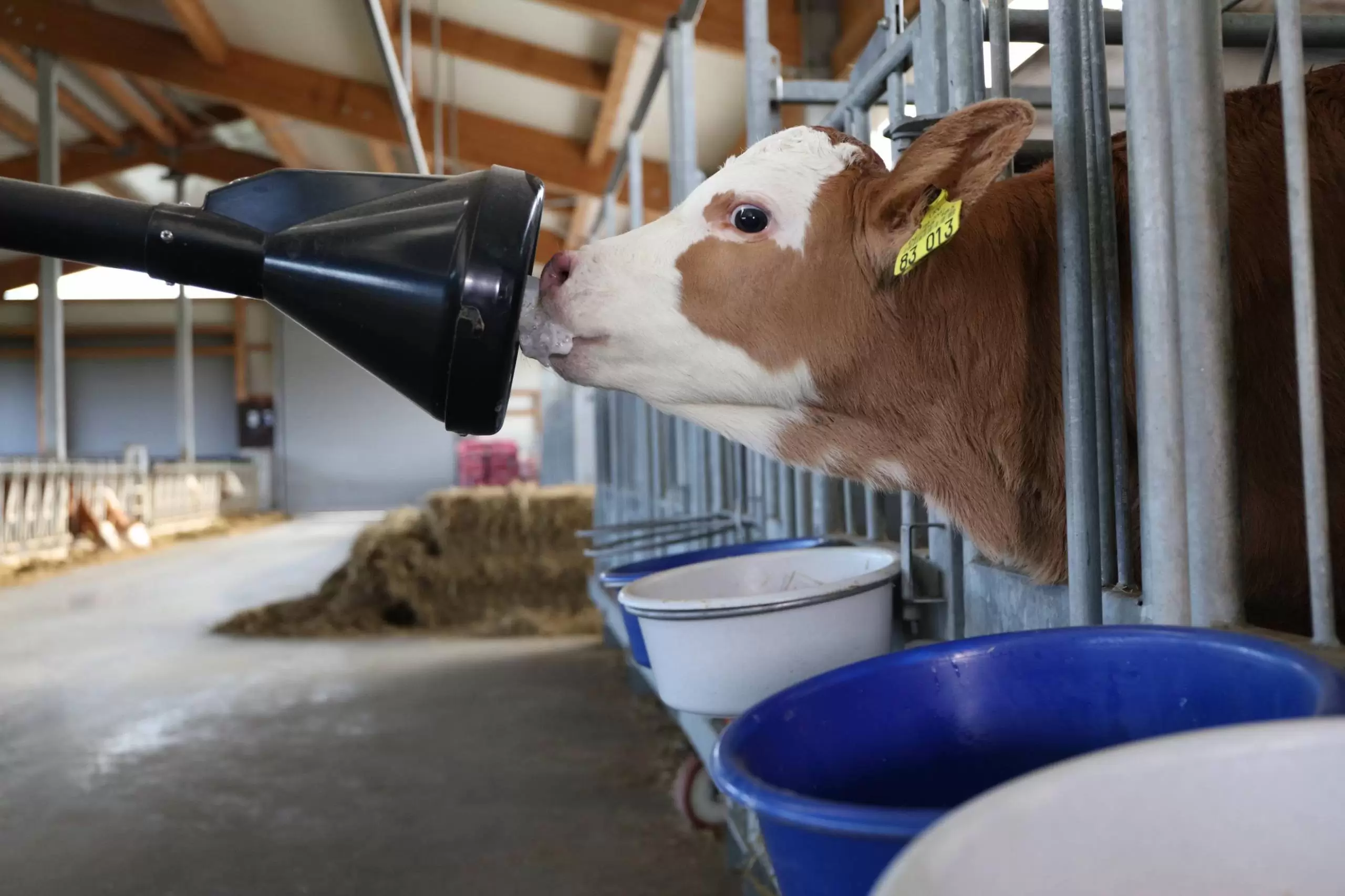 smart automatic calf feeder CalfRail feeding station
