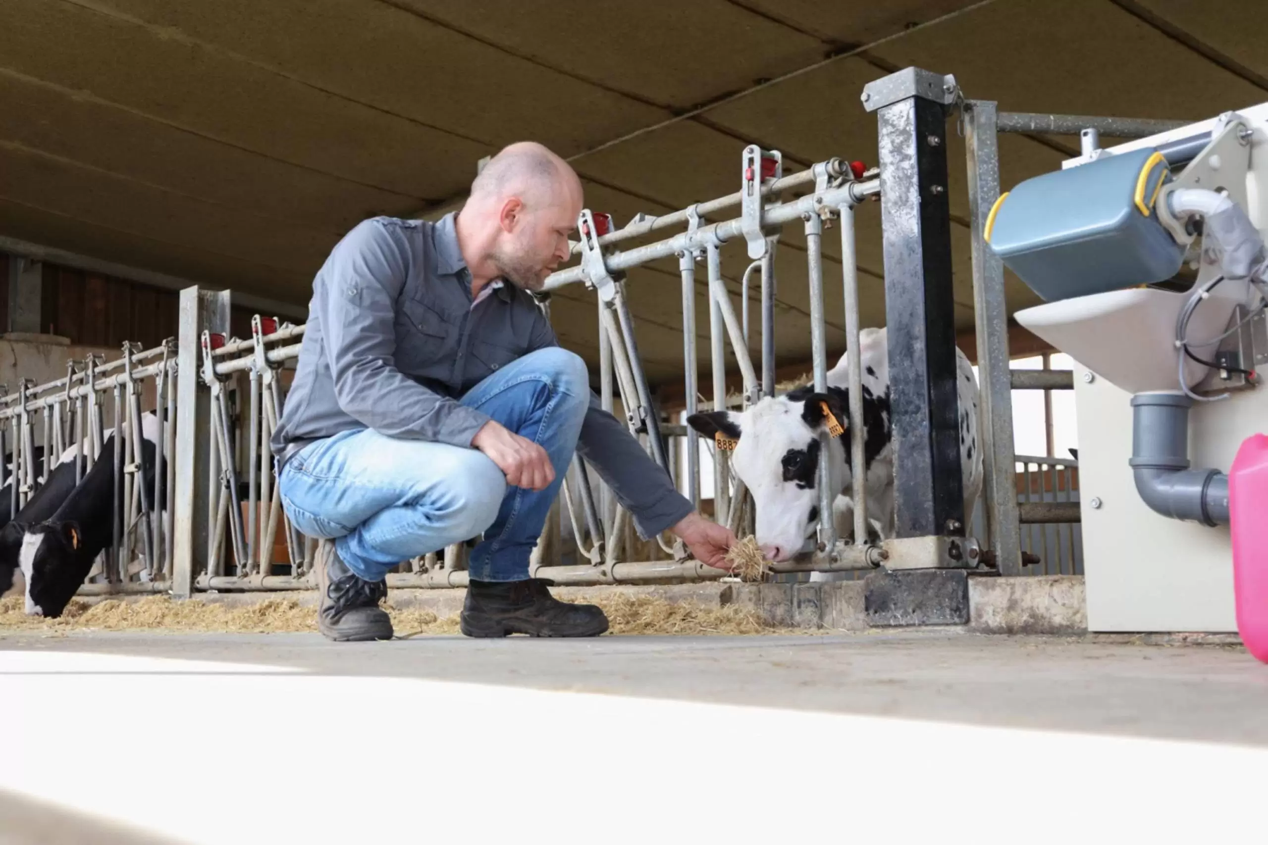 multi-station automatic calf feeder dairy barn application