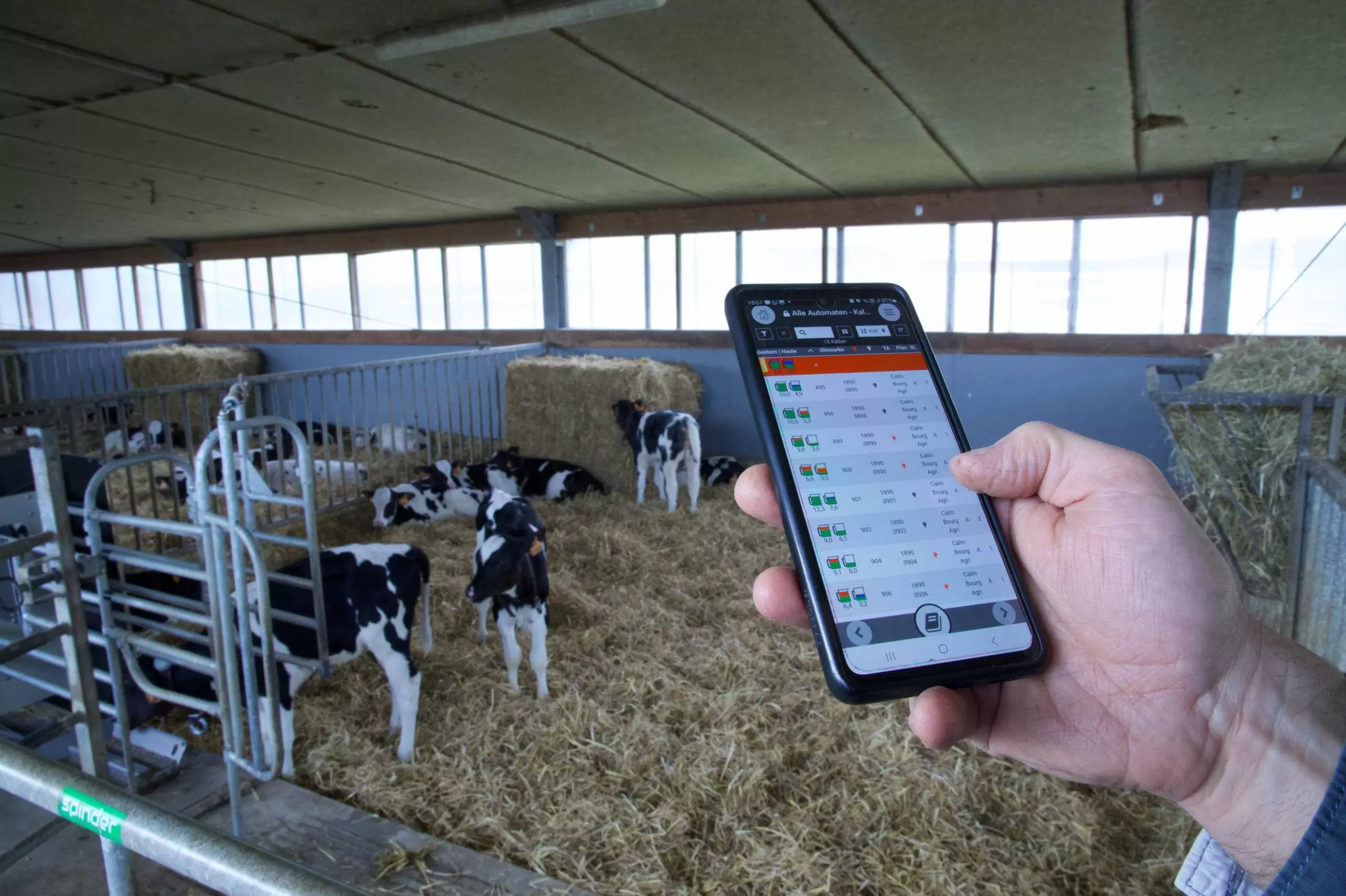 smart calf feeding management and intake monitoring