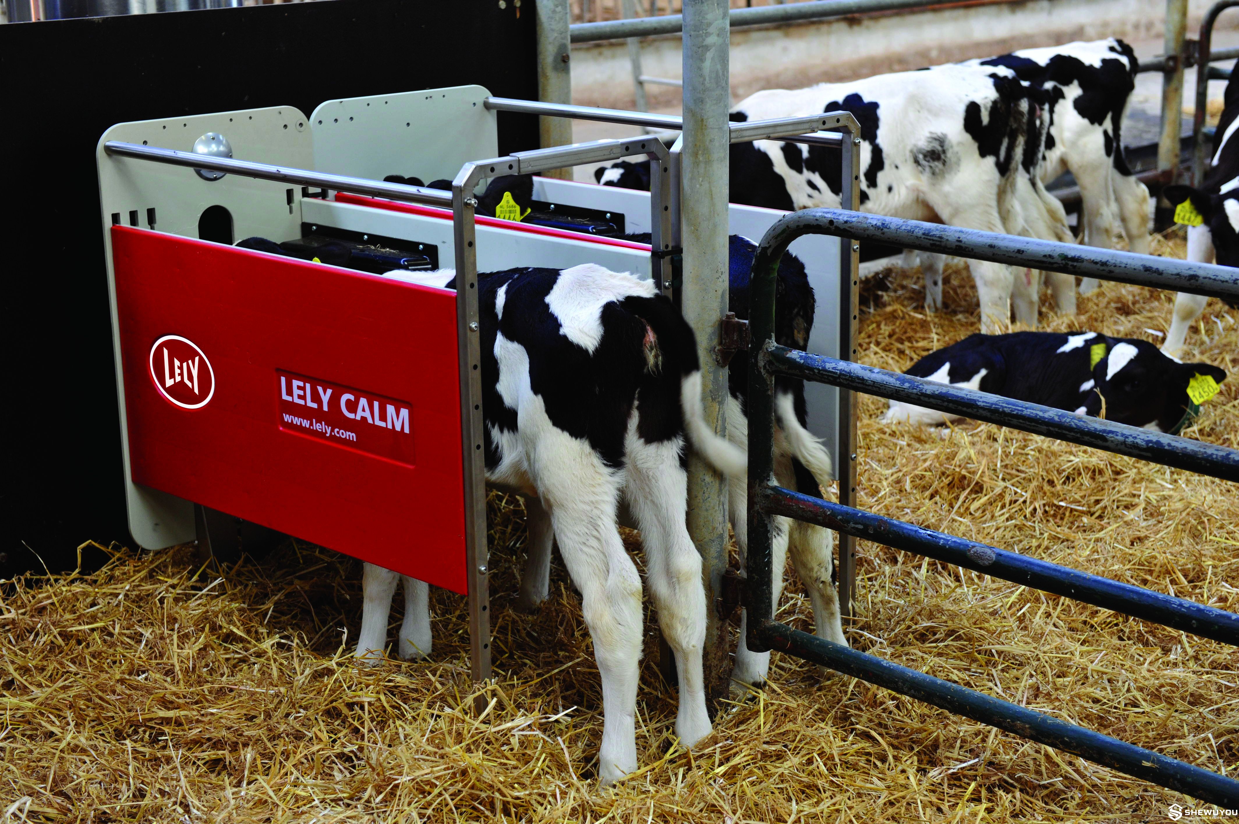 calf using automatic milk feeding station