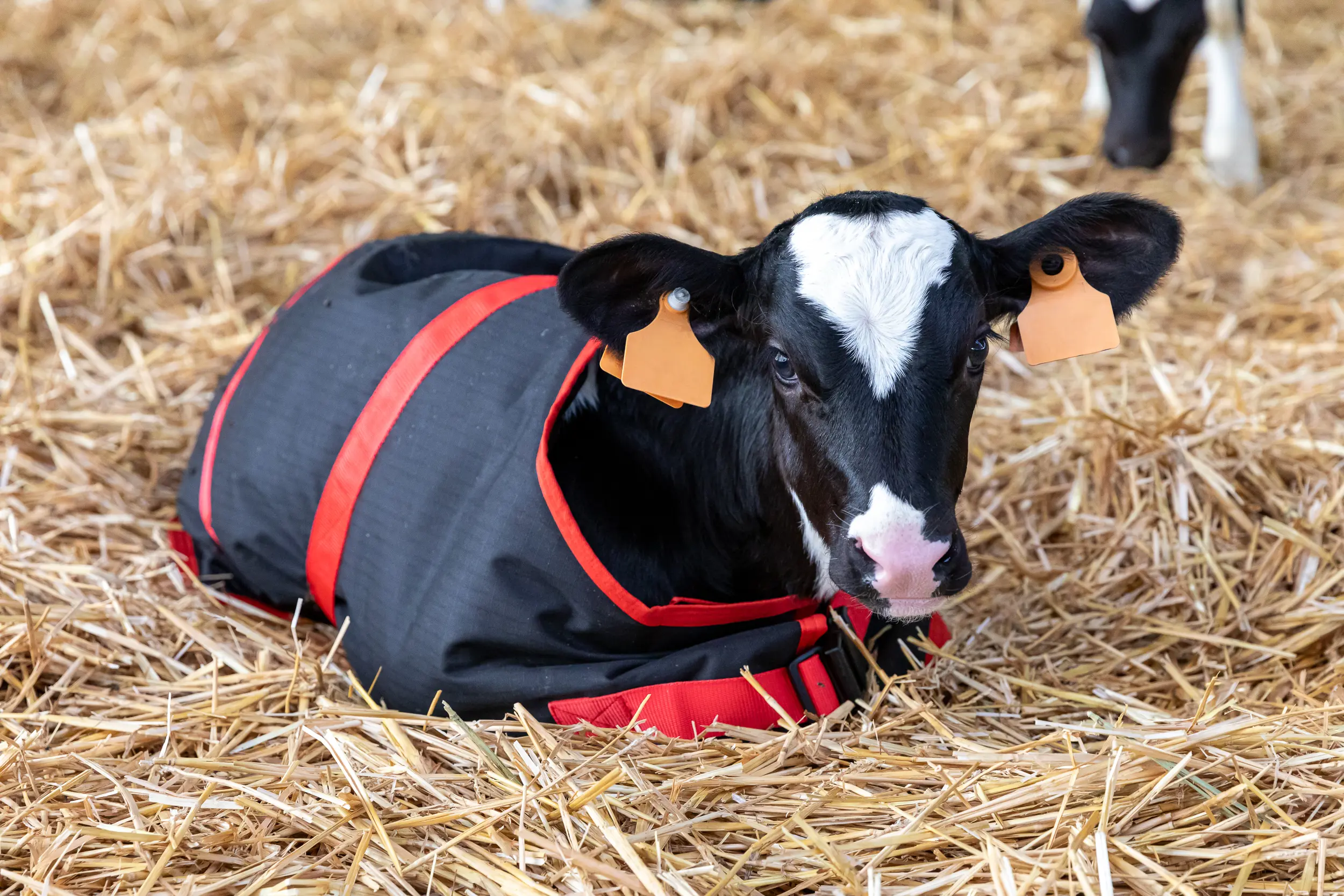 calf for smart automatic feeding management