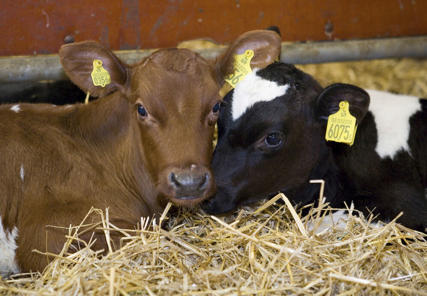 calves in automatic RFID calf feeding barn