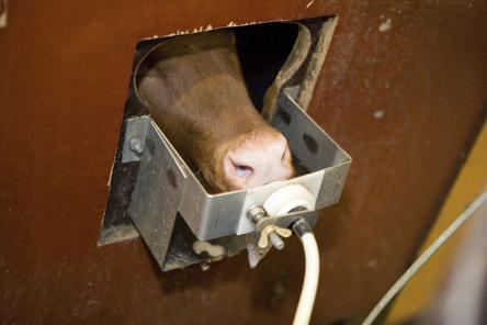 automatic calf feeding station teat detail