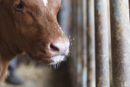 calf after drinking from automatic feeding station