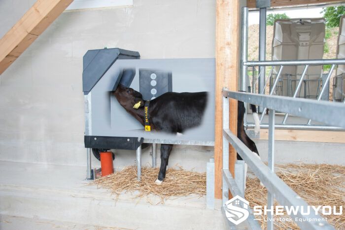 calf feeding station with automatic calf feeder