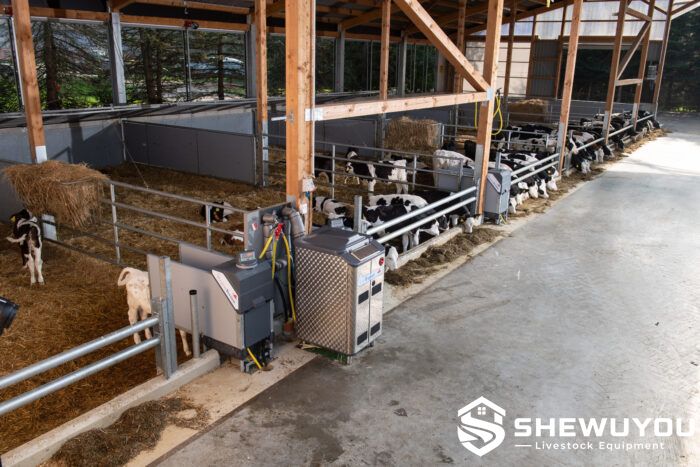 automatic calf feeding system installed in calf barn