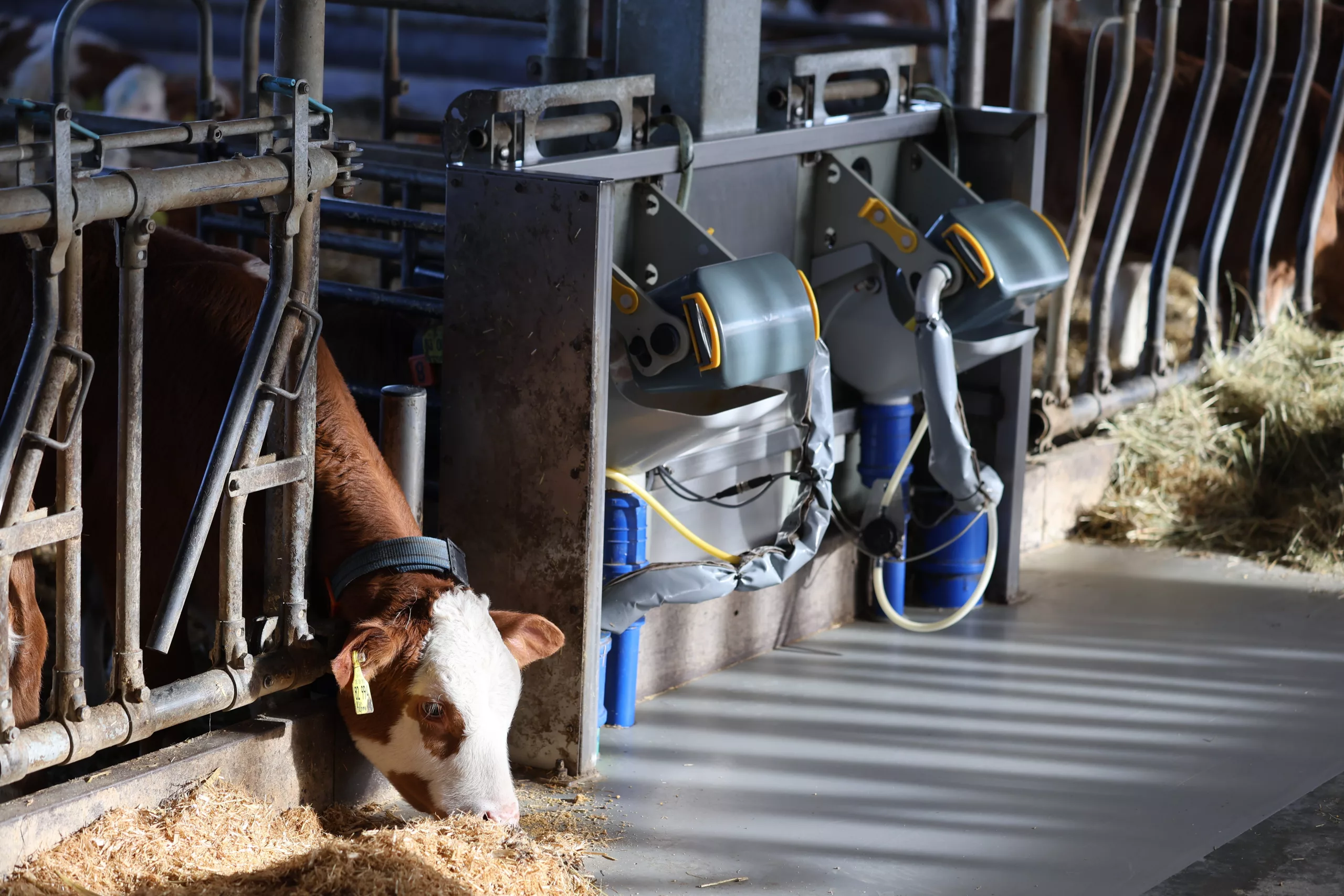 automatic calf feeder hygiene station installed in calf barn
