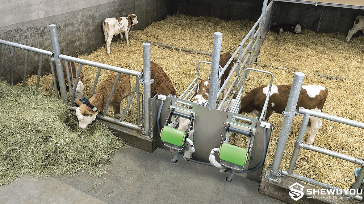calves with automatic HygieneBox feeding station