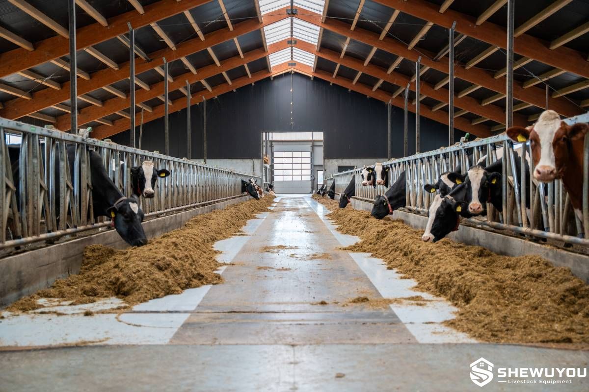 modern dairy barn feed alley for automatic feed pushing