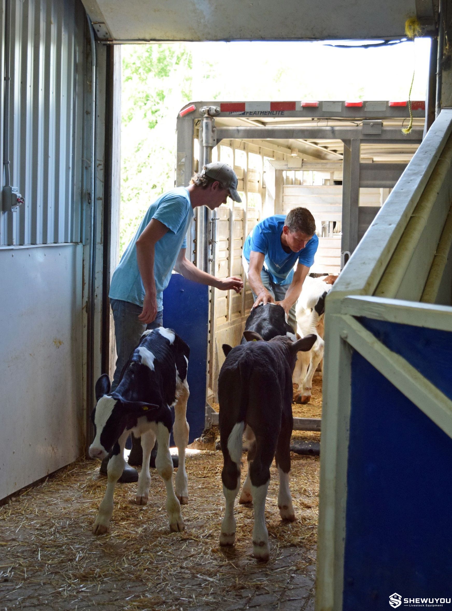 calf handling and transport in dairy farm