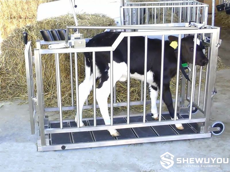electronic weighing calf cart with digital indicator