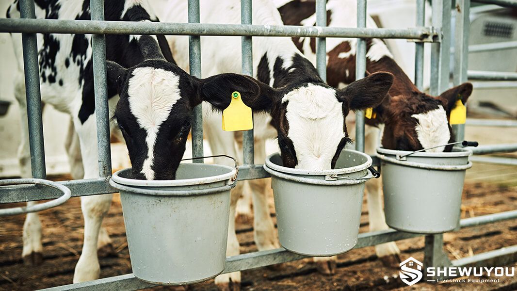 dairy calves drinking milk from individual feeding buckets