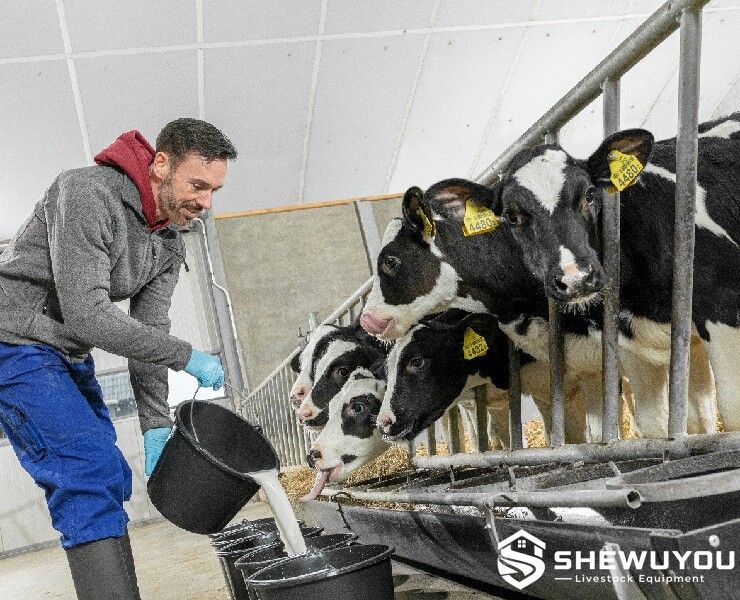 dairy calves receiving prepared milk in feeding buckets