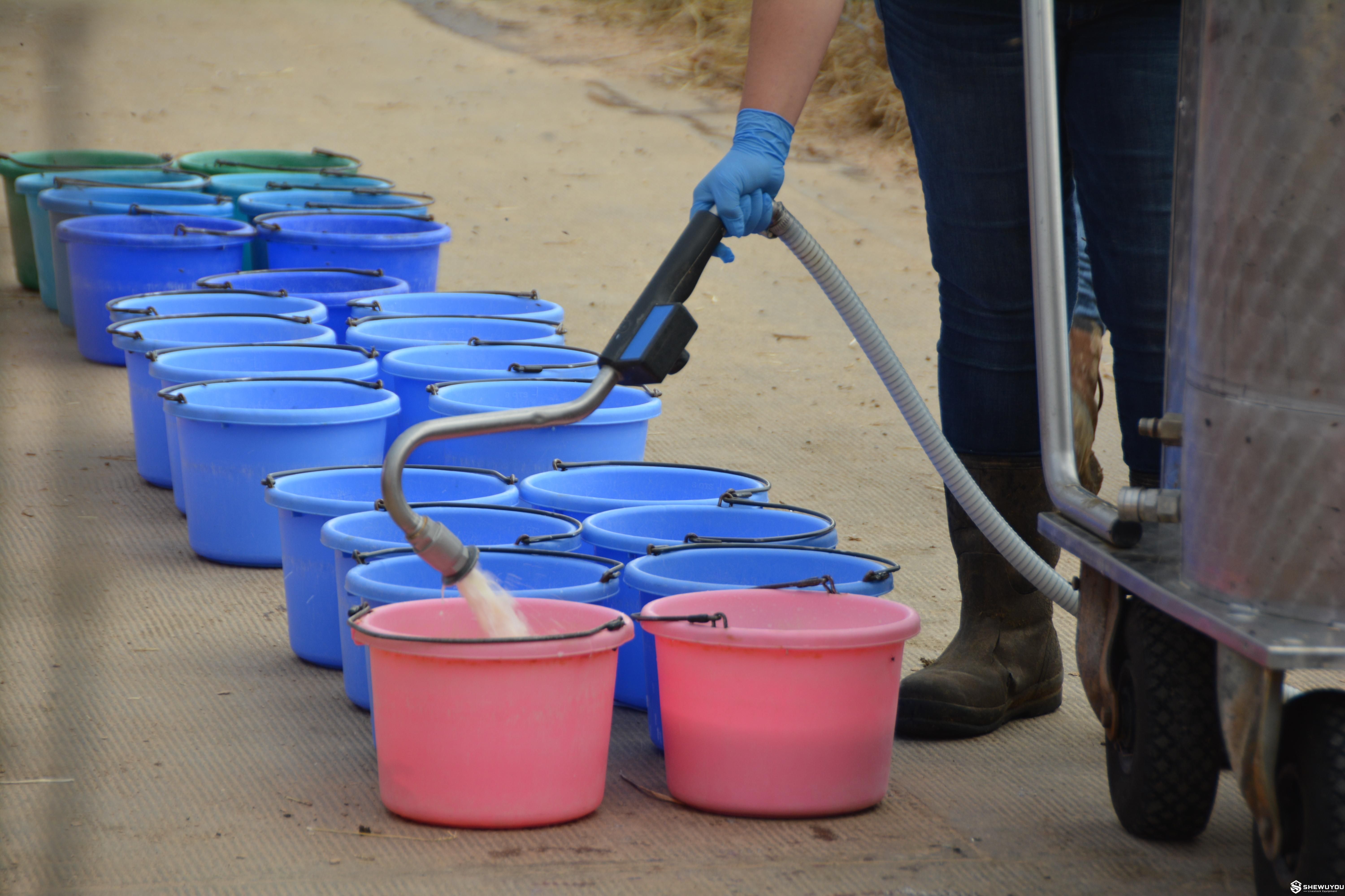 calf milk dispensing hose filling individual feeding buckets