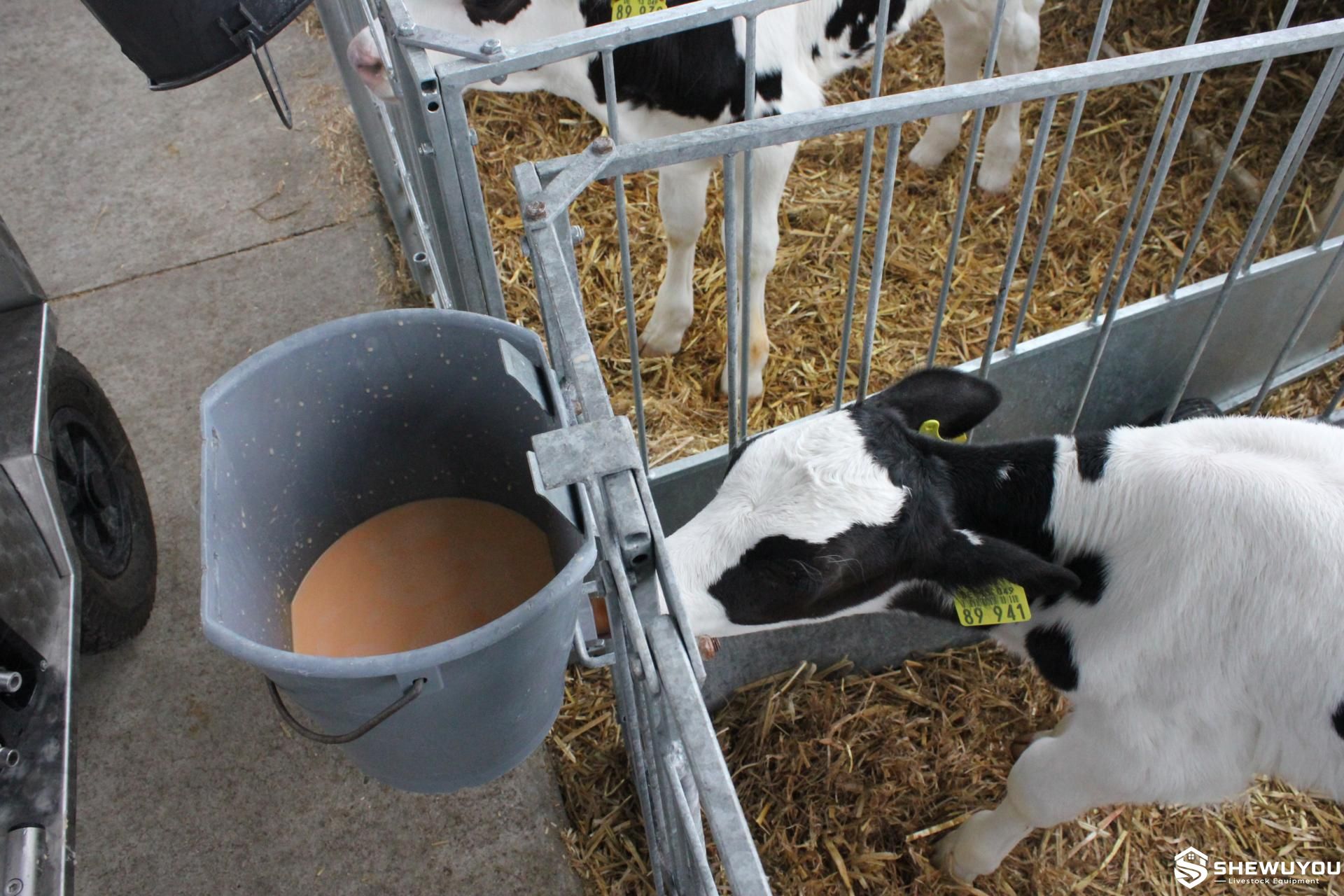 individual calf drinking milk from feeding bucket