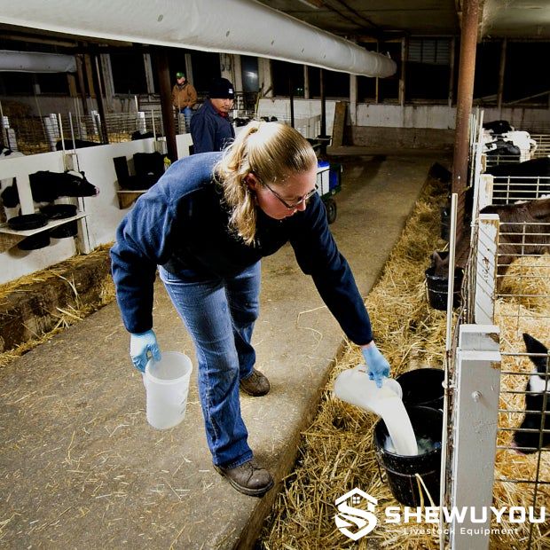 calf milk feeding in individual dairy calf pens