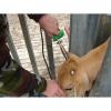 Water-Resistant 24V Calf Dehorner