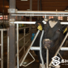 Safety Quick-Release Cattle Headlock