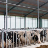 Central-Control Self-Locking Cow Headlock