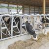 Heavy-Duty Large-Cow Self-Locking Headlock