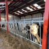 Adjustable Young-Stock Cattle Headlock