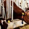 High-Safety Dairy Cow Headlock