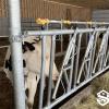 Adjustable-Width Cattle Headlock