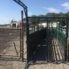 Double Cattle Handling Alley
