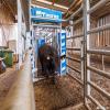 Out-of-Crush Pneumatic Cattle Draft Gate