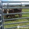 Hot-Dip Galvanized Oval-Rail Cattle Panel