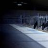 Multi-Station Smart Automatic Calf Feeder
