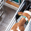 RFID Automatic Calf Concentrate Feeder